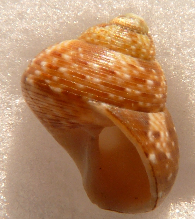 Tronchidae Gibbula ?